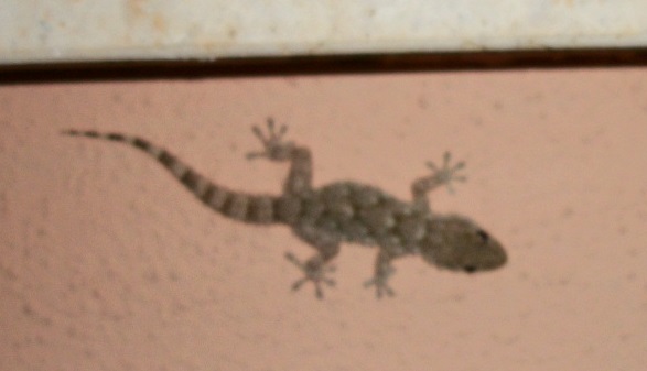 Il primo geco